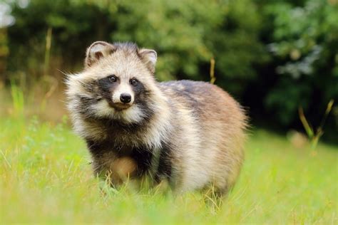 Raccoon Dog Animal Facts Nyctereutes Procyonoides Az