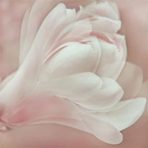 Pretty In Pink Magnolia Flower Photograph By Jennie Marie Schell Fine