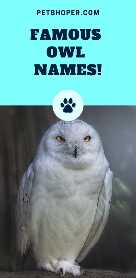 Owl Names 243 Top Ideas Incl Harry Potter Owl Petshoper Owl Owl
