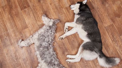 How Can I Stop My Dog From Shedding Before We Get Into These Tips To