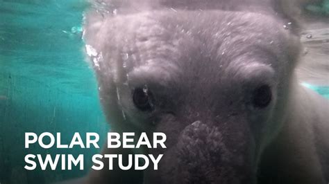How Swimming Affects Polar Bears Swimmers Daily