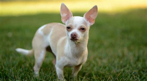 Chihuahua Dog Breed Information And Facts Pictures Pets Feed