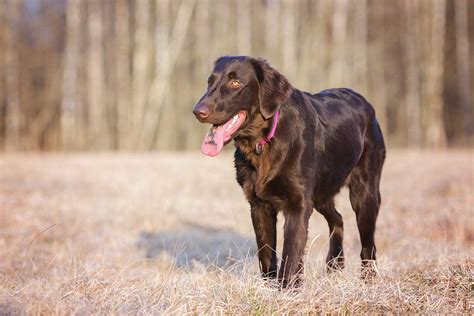 Flat Coated Retriever Dog Breed Everything About Flat Coated Retrievers