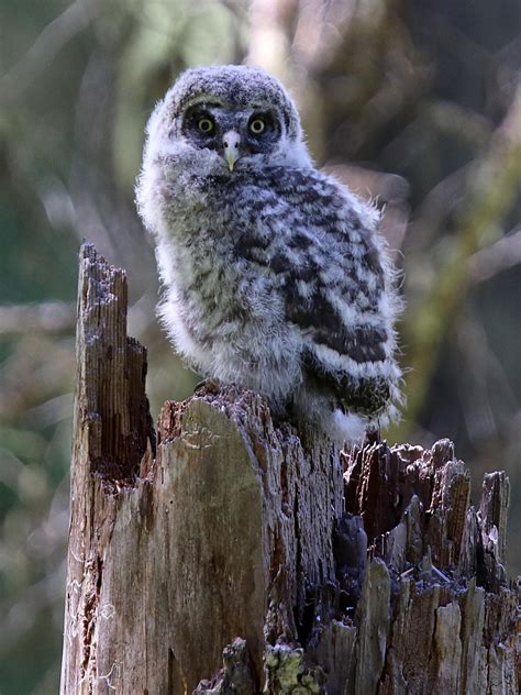 Great Gray Owl (U.S. National Park Service)