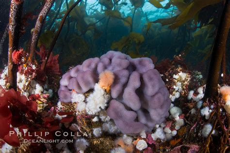 Purple Sponge With Metridium Anemones And Bull Kelp Forest British