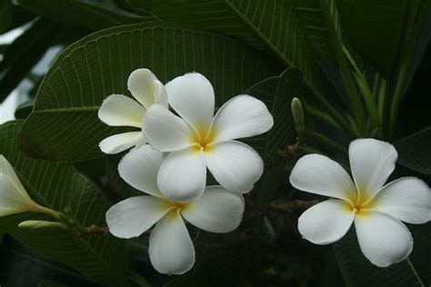 Free Photo Flower White Frangipani Tropical Free Image On Pixabay