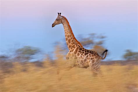Giraffe On The Run Sean Crane Photography