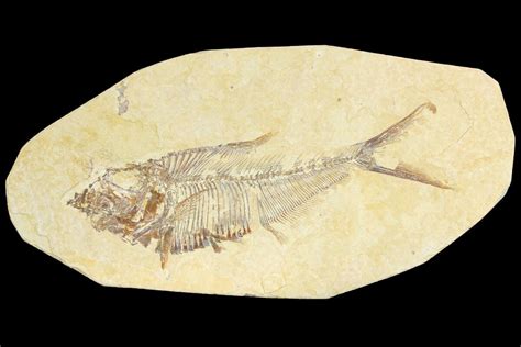 49 Fossil Fish Diplomystus Green River Formation 136776 For