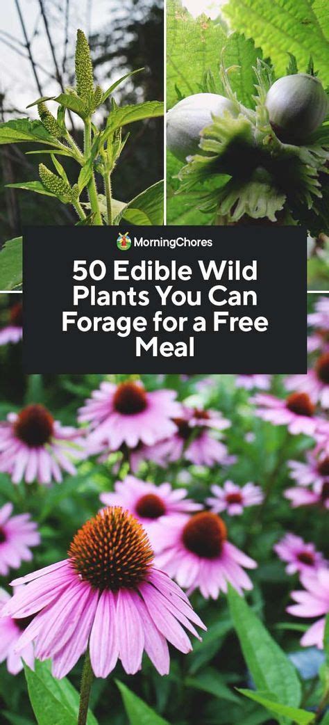 Wild Food Foraging Foraging Recipes Wild Onions Foraged Food Edible