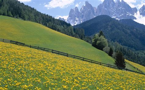 Dolomite Mountains In Italy Spring Landscape Meadow With Wild Flowers