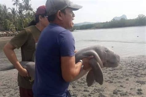 Thai Authorities To Live Stream Care Of Beached Baby Dugong Named