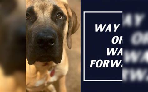 Way Out Or Way Forward Total Dog Tampa Training Services