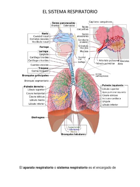 El Aparato Respiratorio Sistema Respiratorio Pulmón