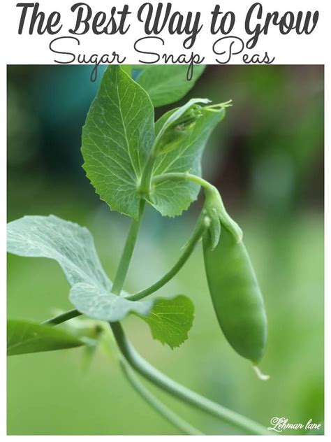 The Best Way To Grow And Cook Sugar Snap Peas Fast Sugar Snap Peas
