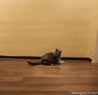 Cat Chasing Laser Gif