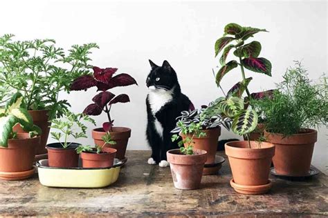 Top 20 Plants Non Toxic To Cats