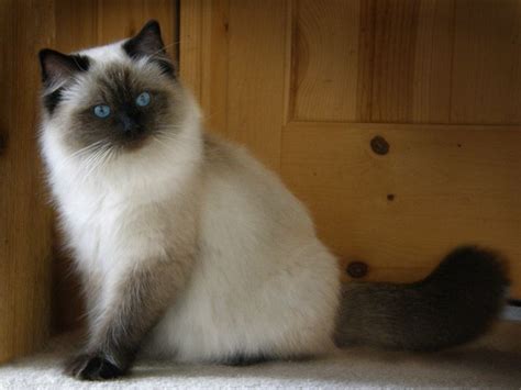 Ragdoll Cat Chocolate Colorpoint