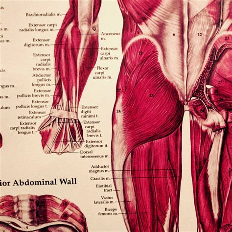 The gluteus maximus begins on the iliac crest of the pelvis and the outer edges of the. Science Friday | Arbutus Physiotherapy & Health Centre