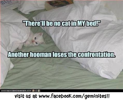 There Will Be No Cat In My Bed Another Hooman Loses The