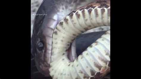 King Cobra Vs Rattlesnake Youtube