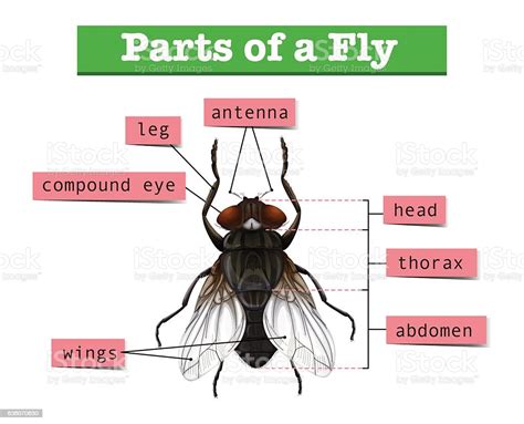 Diagram Showing Parts Of Fly Stock Illustration Download Image Now