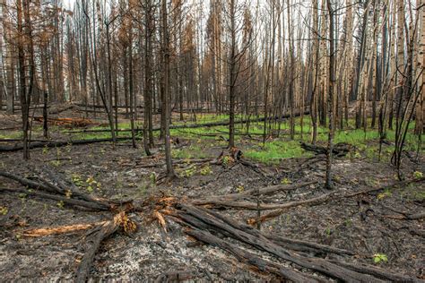 Check out heartofmobilemoney.com to learn how ideo.org is applying #humancentereddesign to digital financial services. Controlling BC's Wildfire • British Columbia Magazine