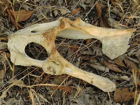 White Tailed Deer Skeleton Dfw Urban Wildlife