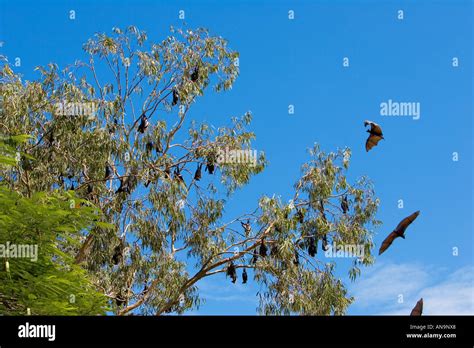 Spectacled Flying Fox Bats Roosting Port Douglas Queensland Australia