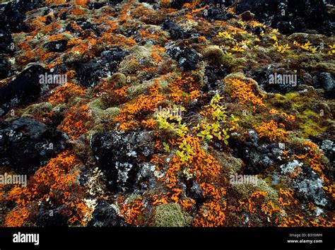Close Up Of Colorful Lichen And Moss On The Arctic Tundra Auyuittuq