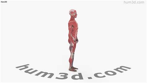 360 View Of Complete Male Anatomy 3d Model Hum3d Store