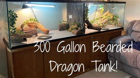 Setting Up My 300 Gallon Bearded Dragon Tank Youtube