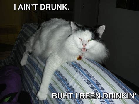 I Aint Drunk Cat Macros