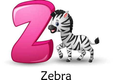Best Z For Zebra Illustrations Royalty Free Vector Graphics And Clip Art