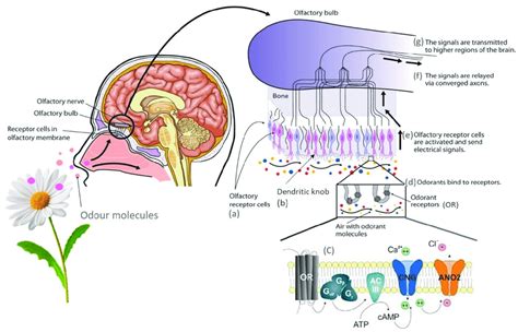 Schematic Representation Of Olfactory Transduction Mechanism