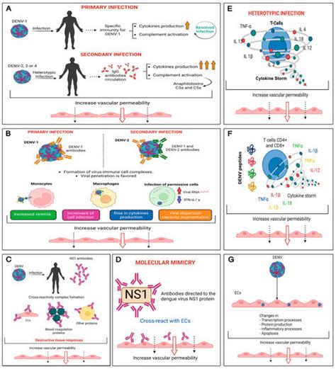 Viruses Free Full Text Endothelial Dysfunction Hmgb1 And Dengue