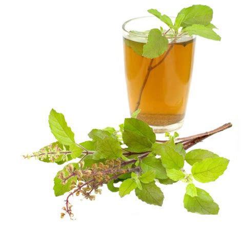 Health Benefits Of Holy Basil Hb Times