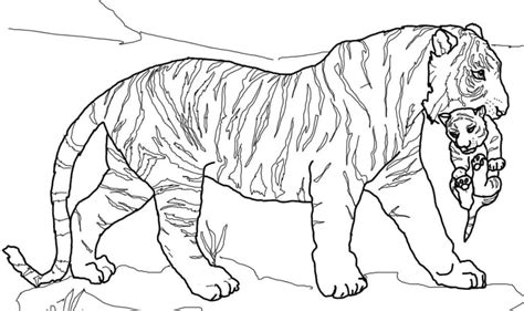 Imagenes Para Colorear De Un Tigre De Bengala P Ginas Imprimibles