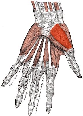 Recurrent branch of median nerve (c8 and t1) arterial supply. medicine طب العرب: Musculus_abductor_pollicis_brevis