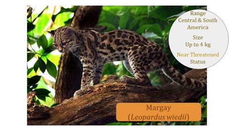 leopardus lineage ~ ocelot leopardus genus ~ felidae