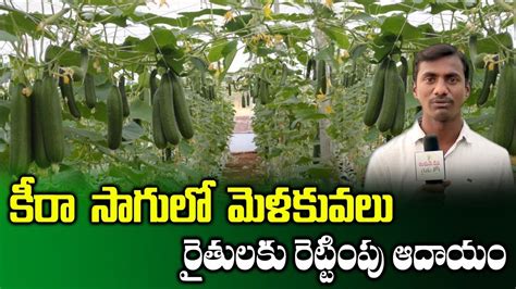 This guide almost as good an anglish as me. Farming Guide of Cultivating Green Cucumber || Farmer Chukka Devender || Keera Sagu || SumanTV ...