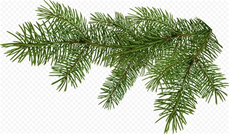 Tree Pine Branch Christmas Citypng