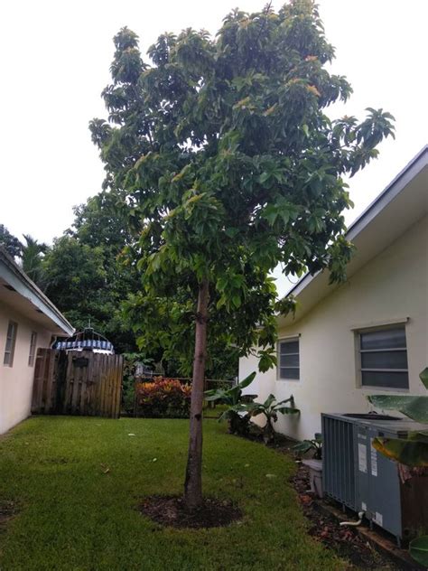 Mature avocado tree for Sale in Fort Lauderdale, FL - OfferUp