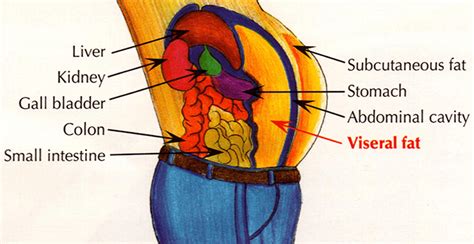 Excess Visceral Fat Is Affecting Your Health Dynamic Nutrition