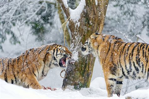 Dix animaux qui aiment la neige. Fonds d'ecran Fauve Tigre Neige Rictus Flocon de neige ...