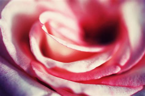 X Resolution Close Up Photography Of Pink Rose Hd Wallpaper