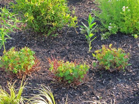 Prune In June Cleaning Up The Obsessive Neurotic Gardener