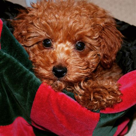 Apricot And Red Poodle Puppies In Nyc Scarlets Fancy Poodles Poodle