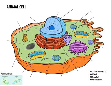 Cell Diagram Quizlet