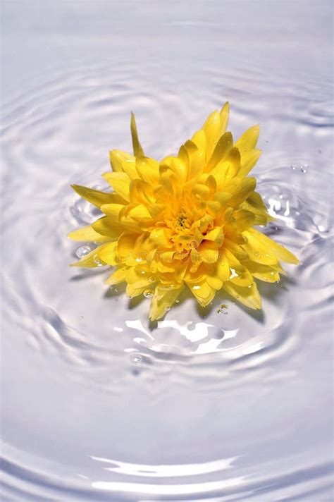 Bright Yellow Flower In Water Stock Image Image Of Color Bloom 4910433