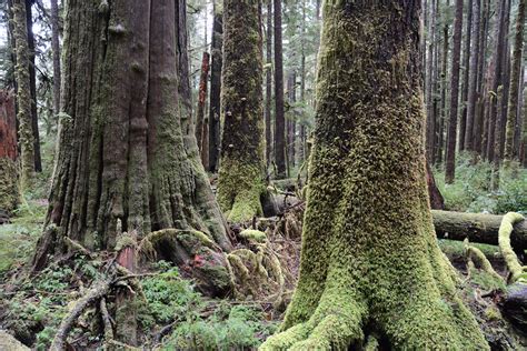 Fighting to save the last of Canada's giant trees | | Al Jazeera